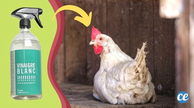 poule blanche dans son poulailler en bois