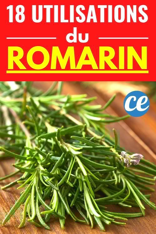 branche de romarin fraiche bon pour la santé