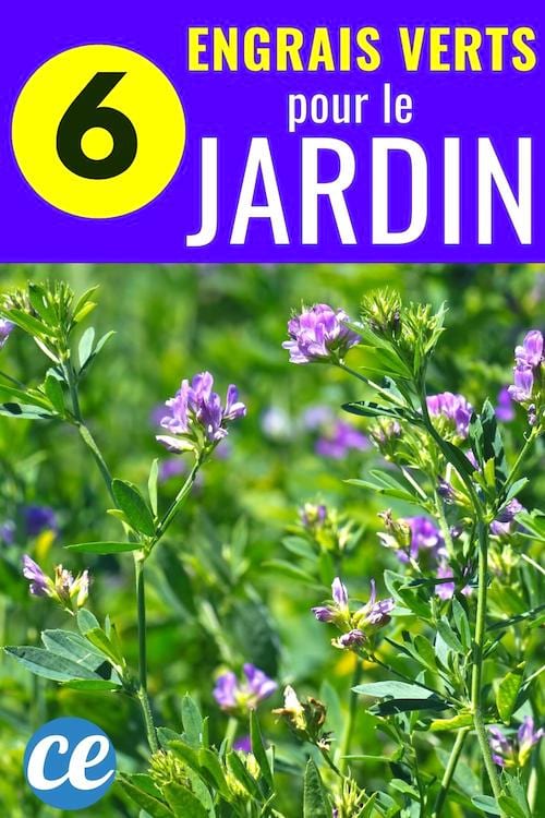 6 plantes pour booster naturellement le potager et le jardin