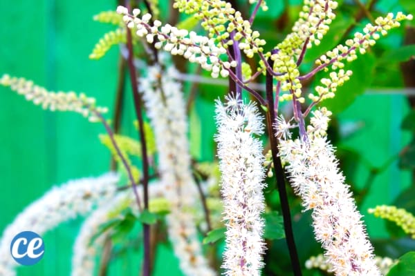 Black Cohosh is an herb that helps trigger menstruation naturally.