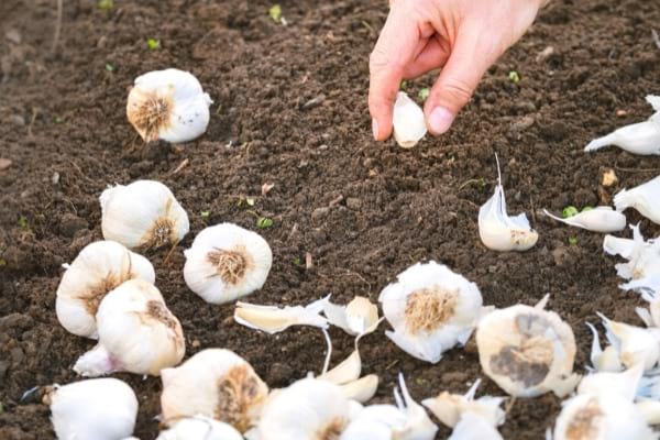 quand faut-il planter l'ail et l'échalote