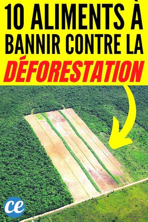 10 aliments et objets à éviter pour lutter contre la déforestation