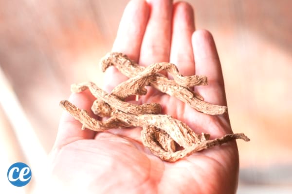 Chinese angelica is an herb that helps trigger menstruation naturally.