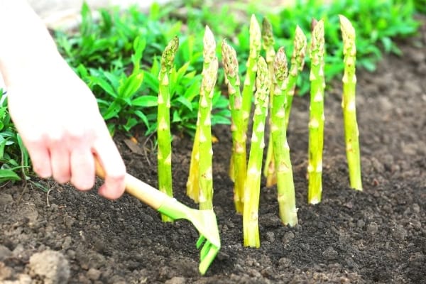 comment planter et entretenir les asperges