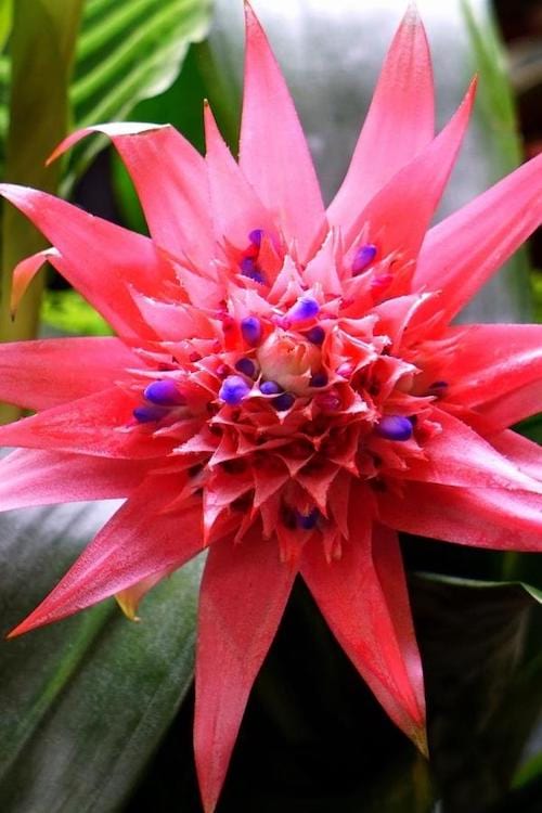 plante grasse et fleur rouge dans un pot blanc