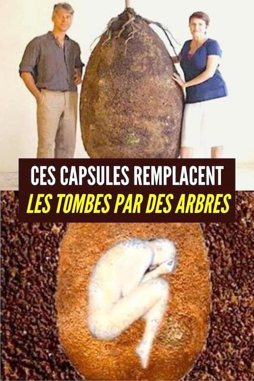 des urnes qui remplacent les tombes par des arbres