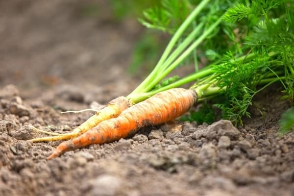 semis des carottes en mars