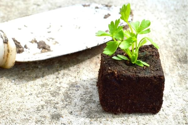 quand faut-il planter les aromatiques