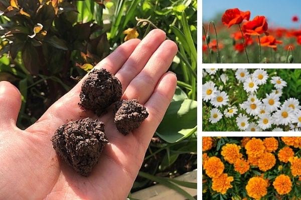 quelles graines mettre dans une bombe de graines maison