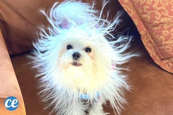 L'astuce pour se débarrasser de l'électricité statique dans les cheveux, c'est d'utiliser de l'après-shampoing.