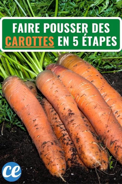 comment faire pousser de belles carottes en seulement 5 étapes faciles