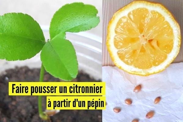 Un citronnier qui pousse à partir d'une rondelle de citron avec des pépins