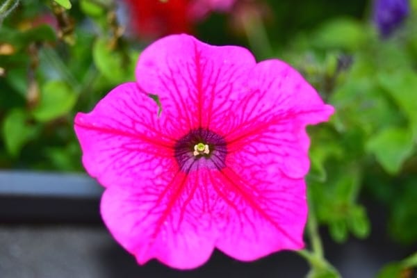 fleur de pétunia rose