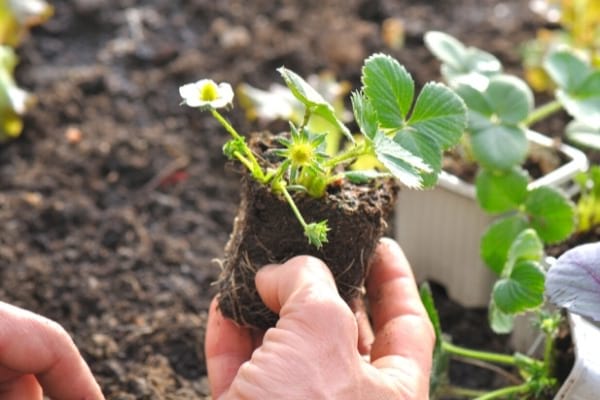 quand planter des fraisiers