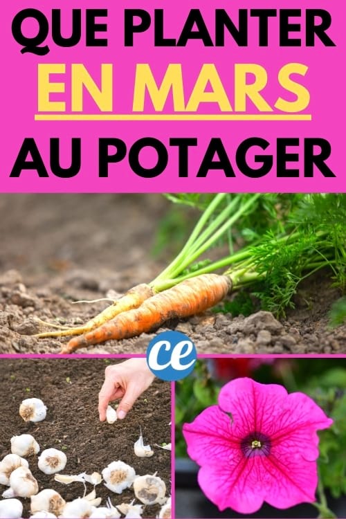 que peut-on planter au mois de mars ? 