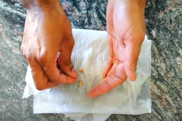 pépin de citron sur un papier humide