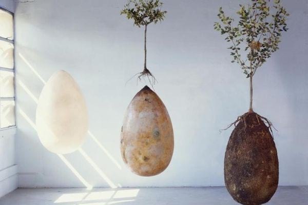 une urne funéraire géante biodégradable en forme d'oeuf qui fait pousser les arbres