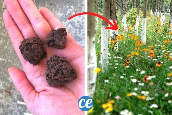 où jeter les bombe de graines