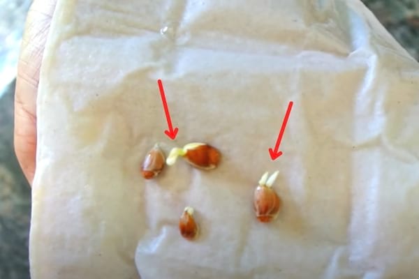 pépin de citron germés