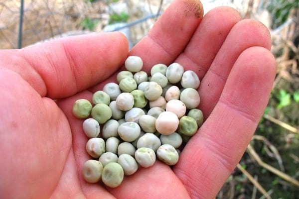 astuces pour semer les petits pois