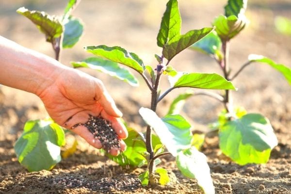 comment planter les aubergines au potager