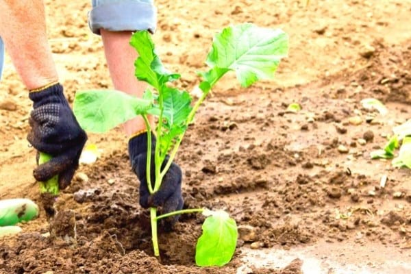 planter des choux