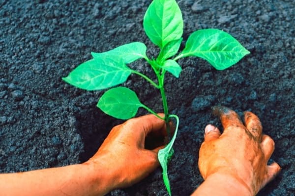poivron repiquage et entretien