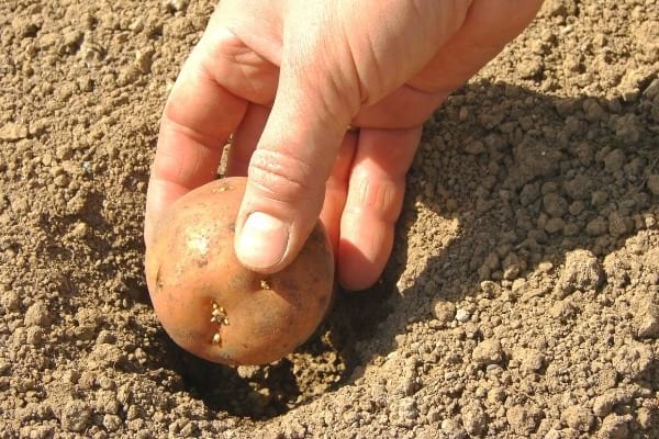 quand planter les pommes de terre