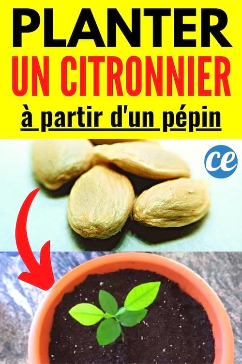 planter un pépin de citron comment faire