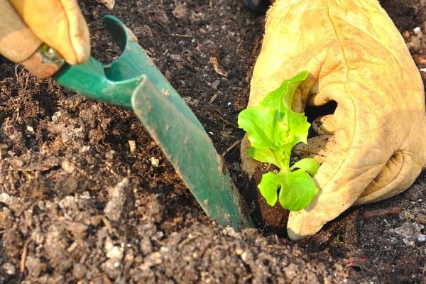 quand repiquer les salades