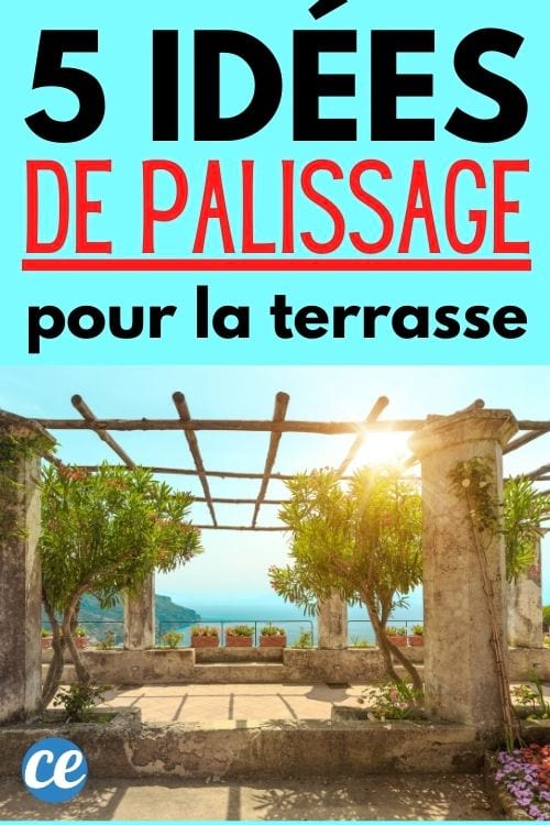 technique de palissage de plantes grimpantes pour une terrasse