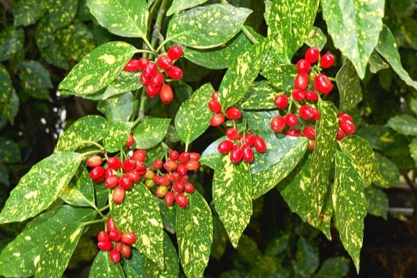 aucuba du japon plante increvable