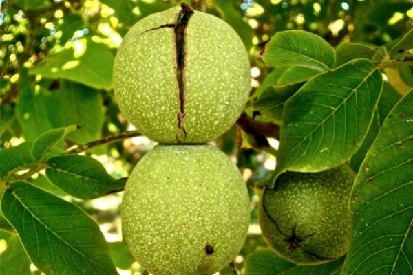 Des bogues de noix vertes