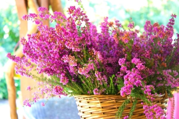 fleurs roses de bruyère