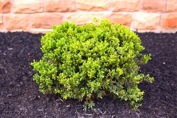 buis taillé en boule jardin
