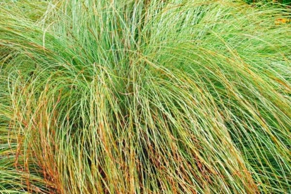 carex avec longues feuilles pour un massif