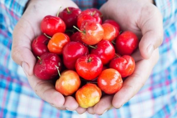Des cerises acérola dans les mains riches en vitamines C
