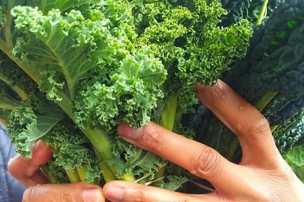 Du chou frisé riche en vitamine C