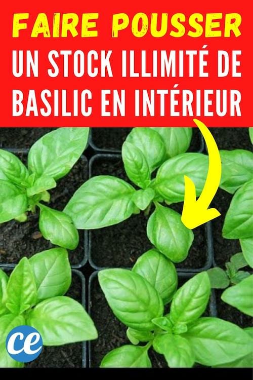 Du basilic qui pousse en pot en intérieur avec cette technique facile et rapide