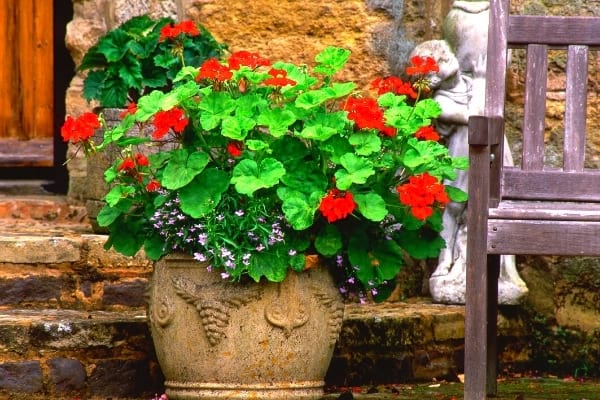 géranium rouge dans un pot