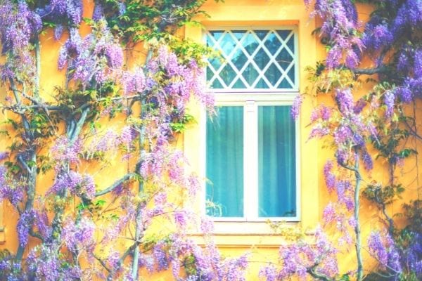 glycine sur un mur jaune de maison
