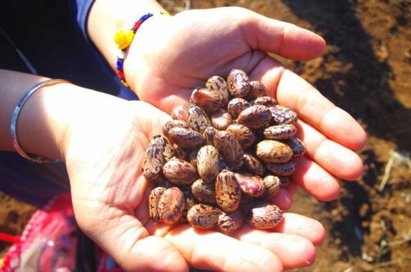 Les graines qui produisent l'huile de ricin.
