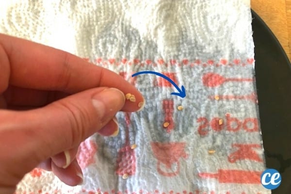 mettre les graines sur du papier absorbant humide