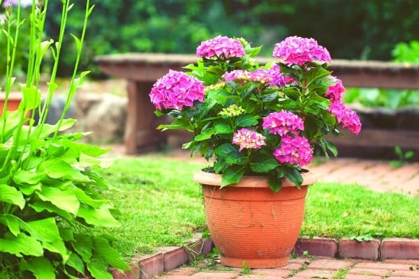 hortensia rose en pot