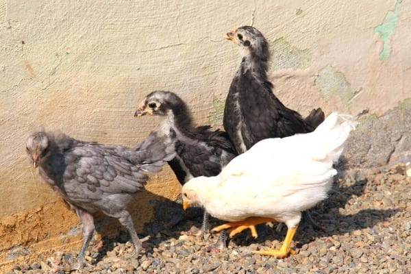 jeunes poulets blancs et gris