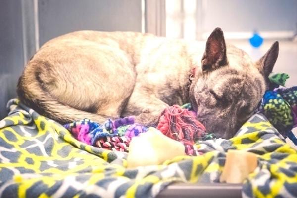 Les chiens adorent dormir sur le vieux linge de maison.
