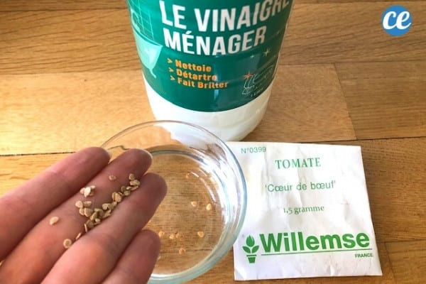 graines dans de l'eau vinaigrée