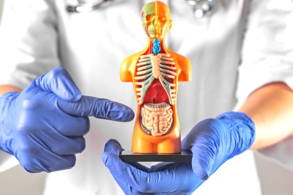 Le plus grand danger de retenir vos pets est le risque d'une occlusion intestinale.