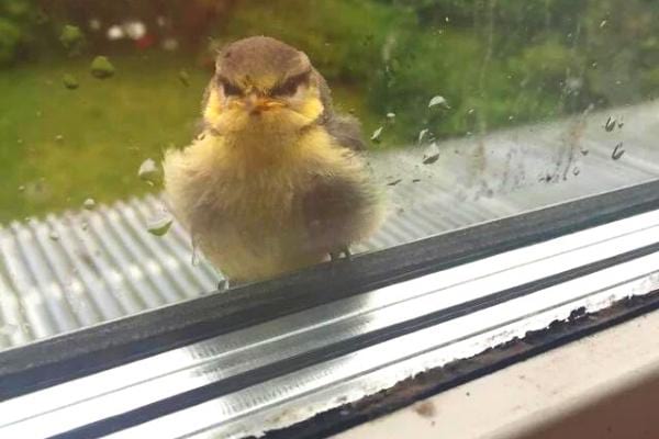 Cet oiseau sait que le tissu du linge de maison est parfait pour réchauffer son nid.