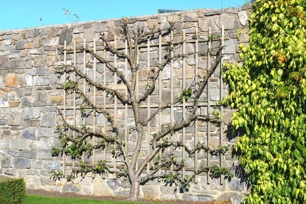palissage en espalier d'un pommier